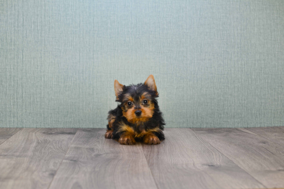 Meet Izzie - our Yorkshire Terrier Puppy Photo 