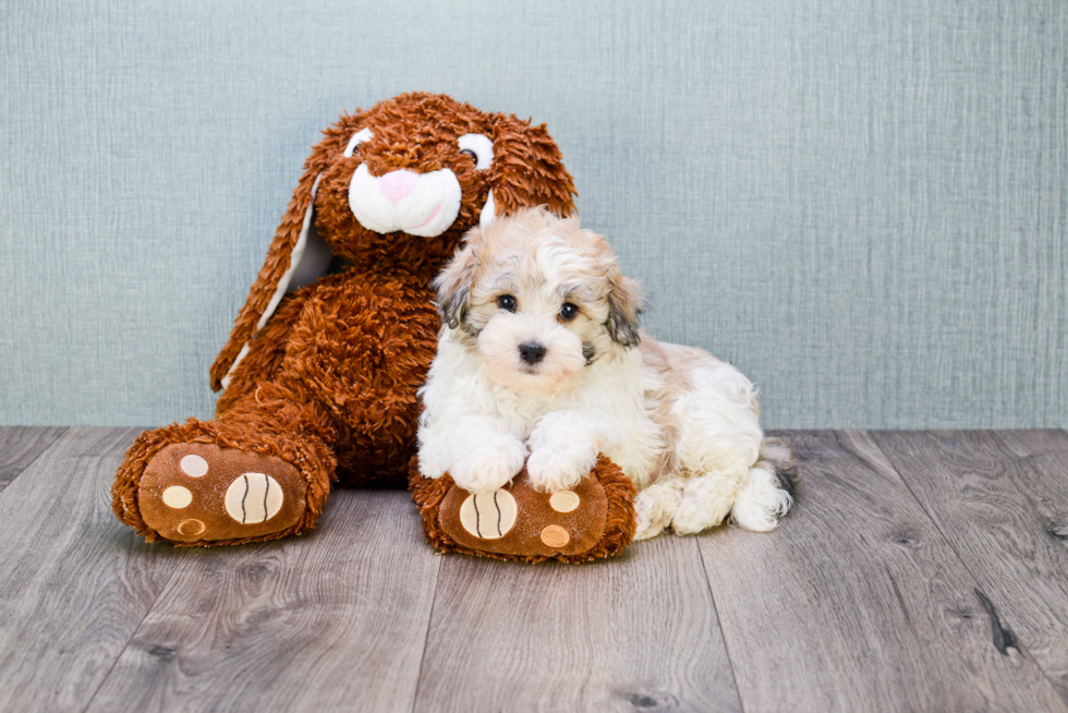 Energetic Havanese Purebred Puppy