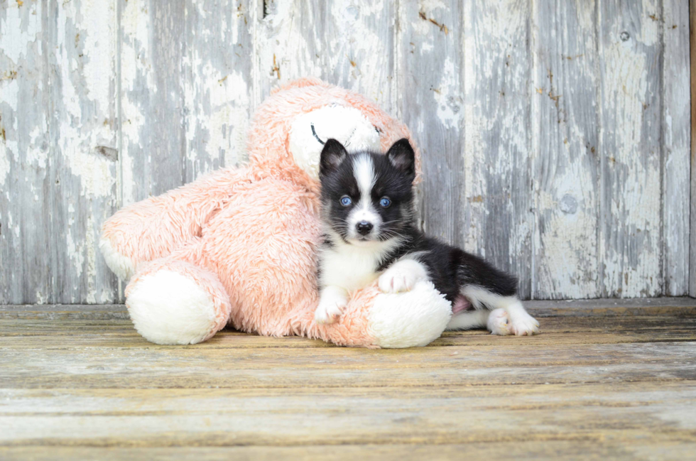 Small Pomsky Baby