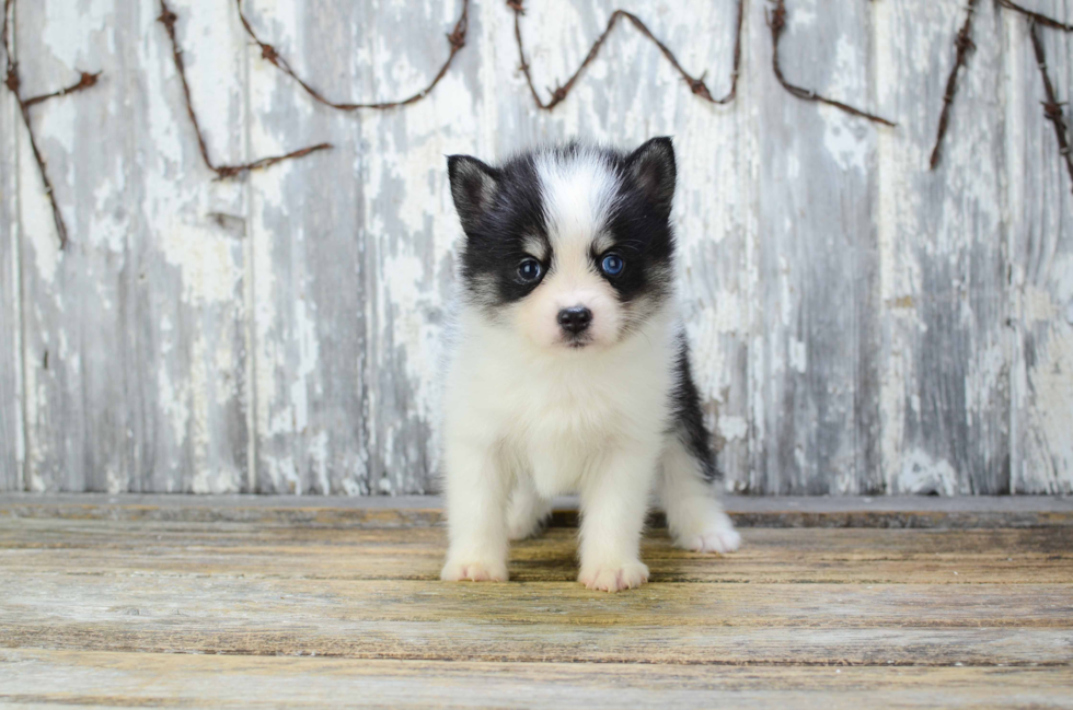 Pomsky Puppy for Adoption