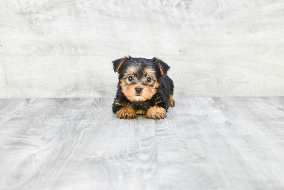 Meet Jeremy - our Yorkshire Terrier Puppy Photo 