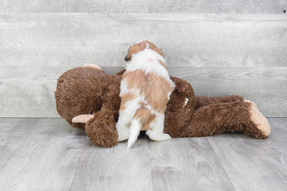 Popular Teddy Bear Designer Pup
