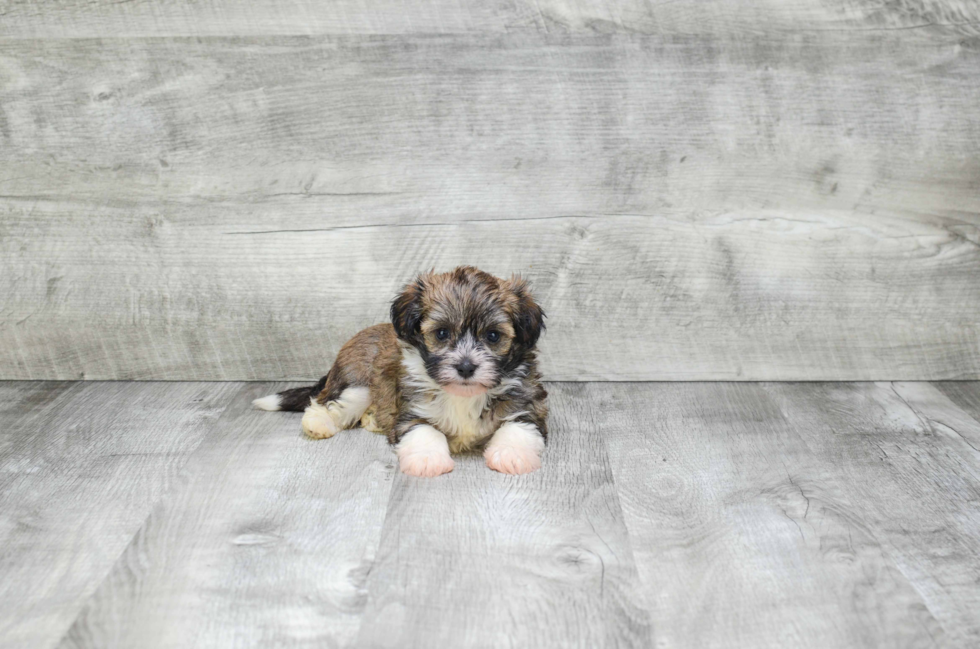 Happy Havanese Purebred Puppy