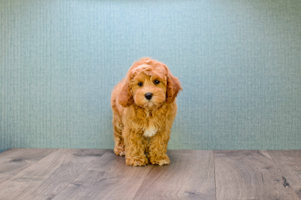 Best Mini Goldendoodle Baby