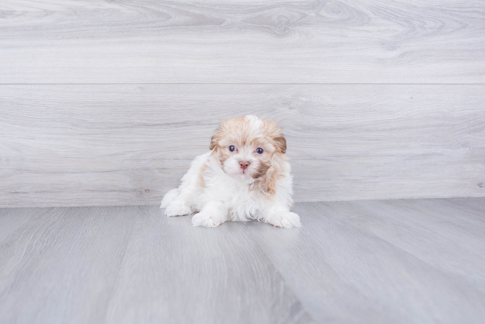 Havanese Pup Being Cute