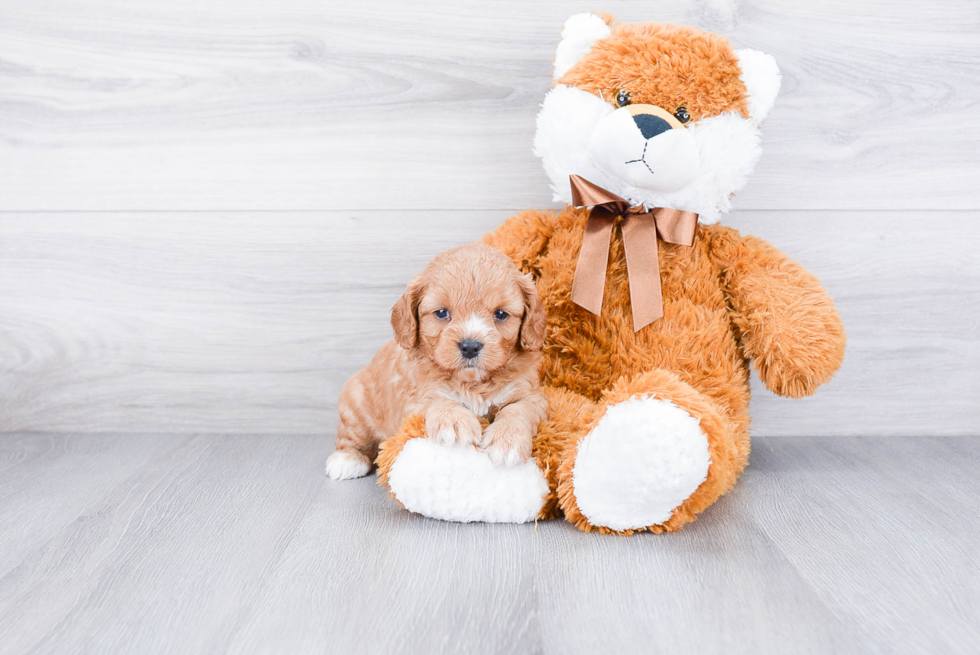 Cute Cavapoo Baby