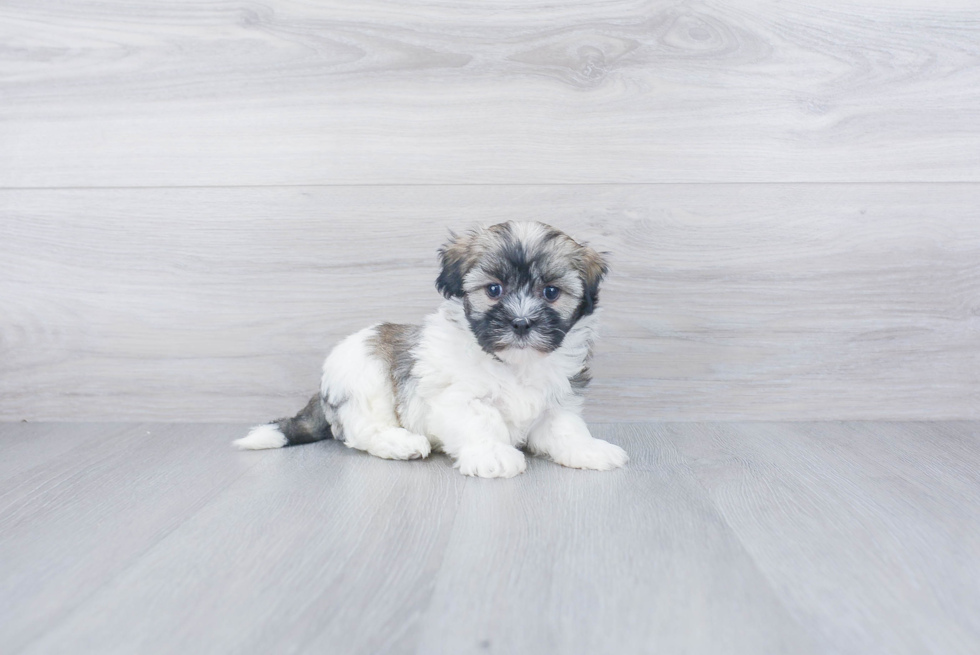 Hypoallergenic Havanese Purebred Pup