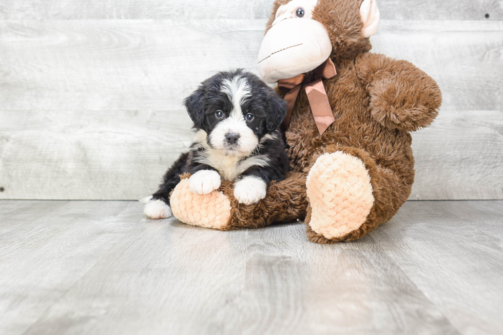 Mini Bernedoodle Pup Being Cute