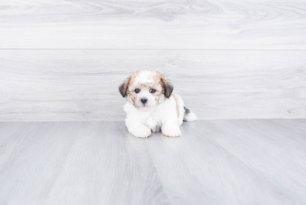 Small Havanese Baby