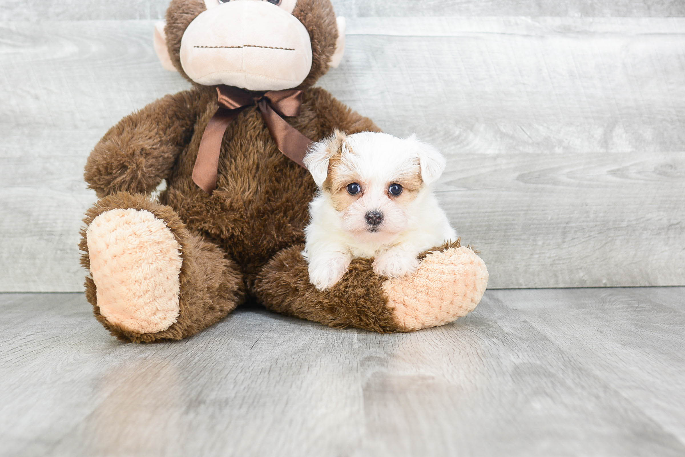 Best Morkie Baby