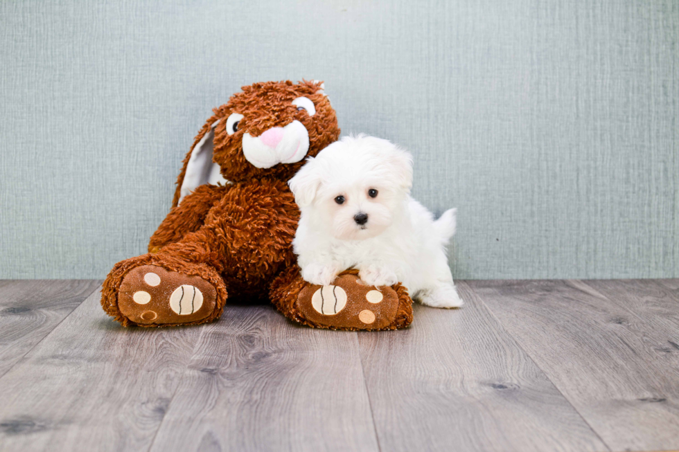 Akc Registered Maltese Purebred Pup