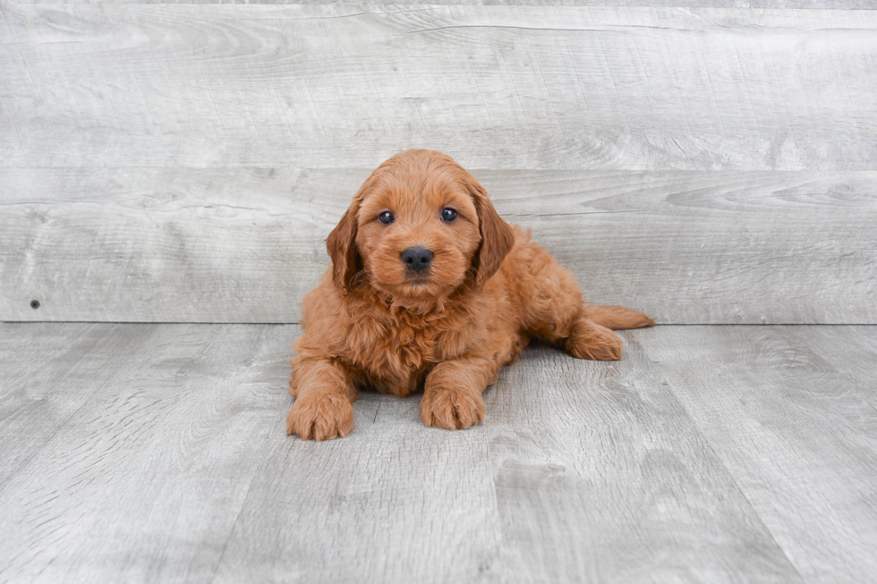 Smart Mini Goldendoodle Poodle Mix Pup