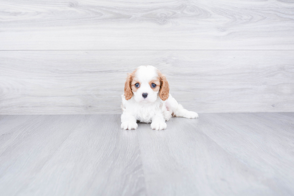 Cavalier King Charles Spaniel Pup Being Cute