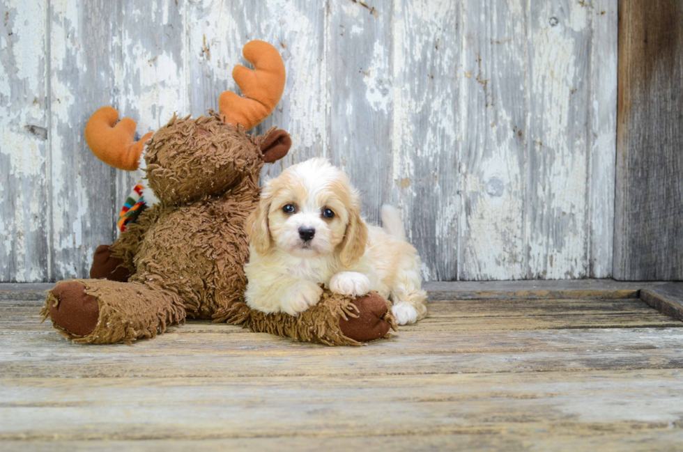 Best Cavachon Baby