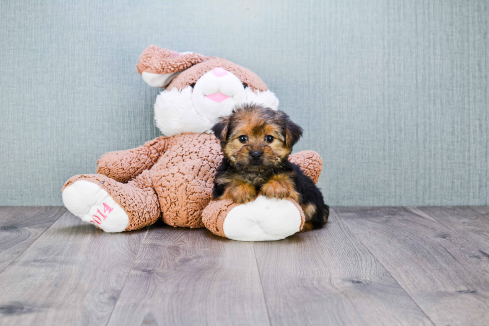 Little Yorkie Designer Puppy