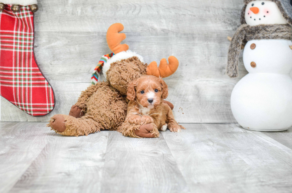 Cute Cavapoo Baby