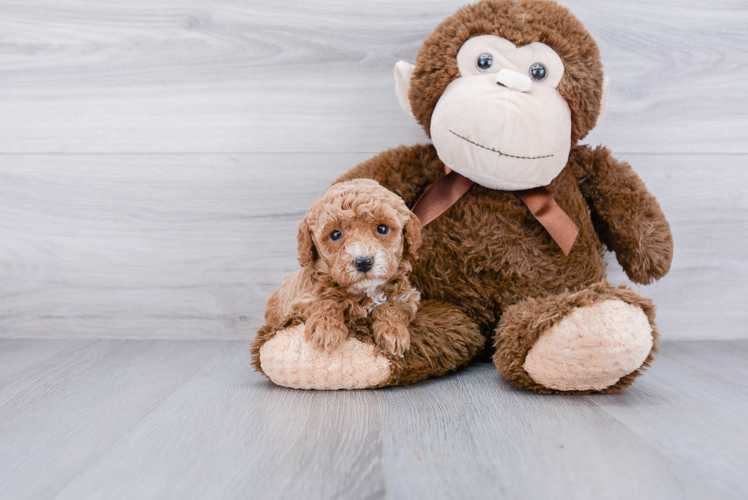 Friendly Cockapoo Baby