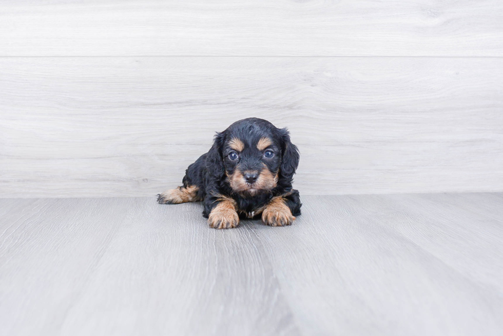 Hypoallergenic Cavoodle Poodle Mix Puppy