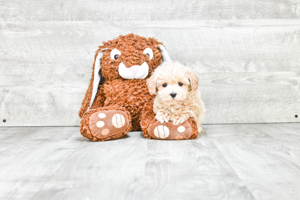 Maltipoo Pup Being Cute