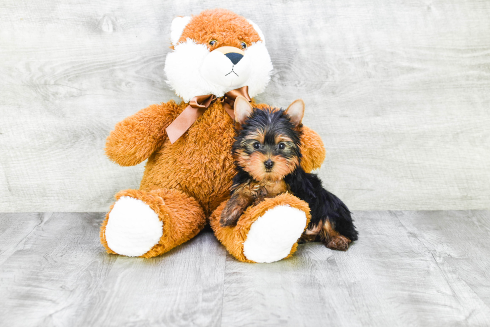 Meet Beckham - our Yorkshire Terrier Puppy Photo 