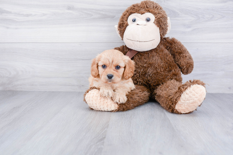 Best Cavapoo Baby