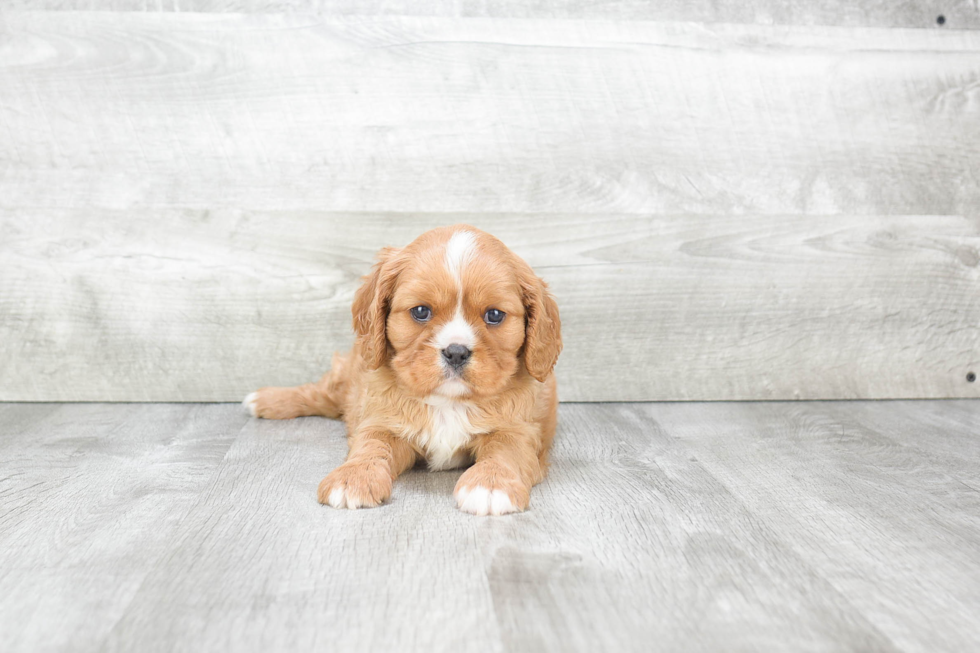 Funny Cavalier King Charles Spaniel Purebred Pup