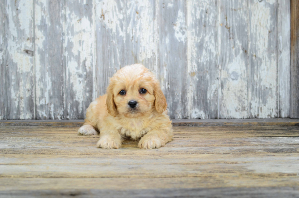 Little Cavalier Designer Puppy