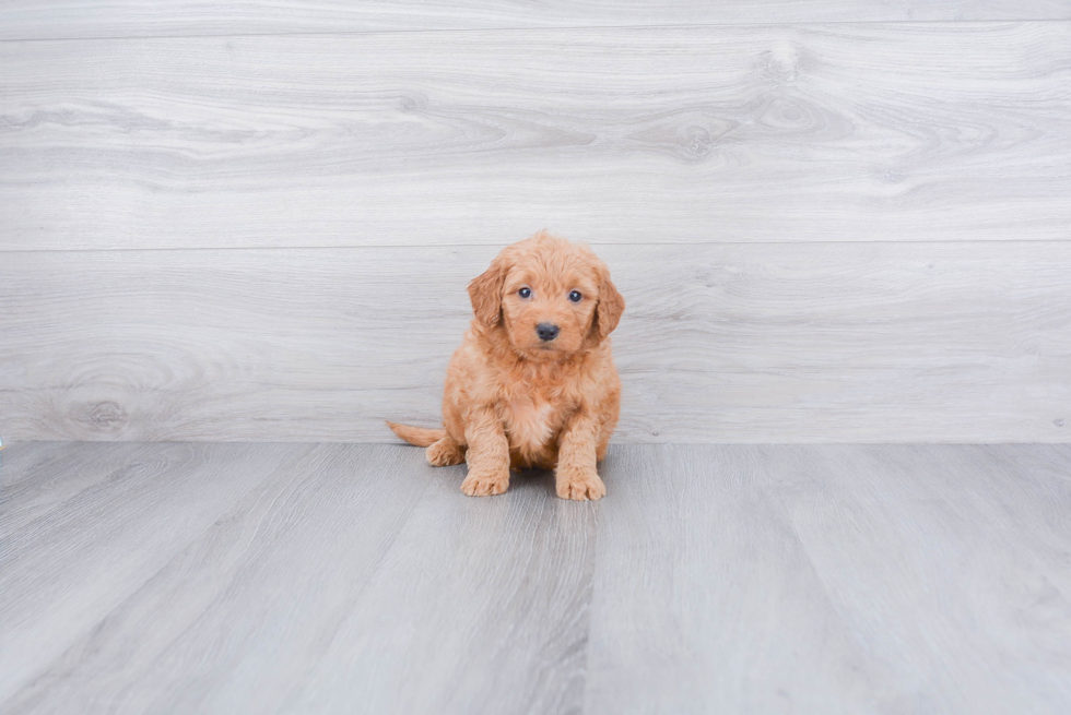 Playful Golden Retriever Poodle Mix Puppy