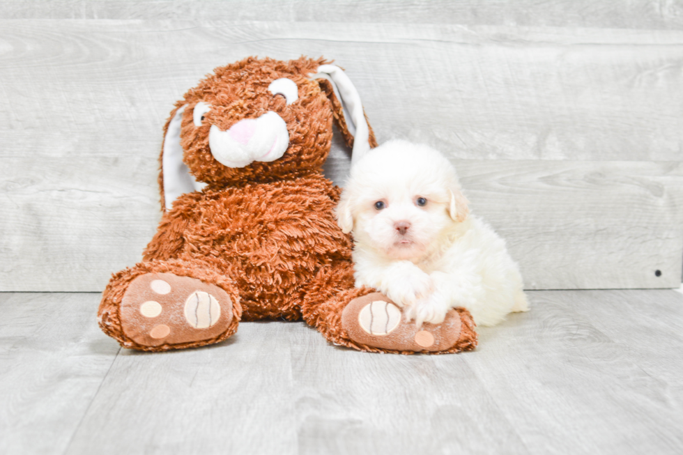 Fluffy Teddy Bear Designer Pup