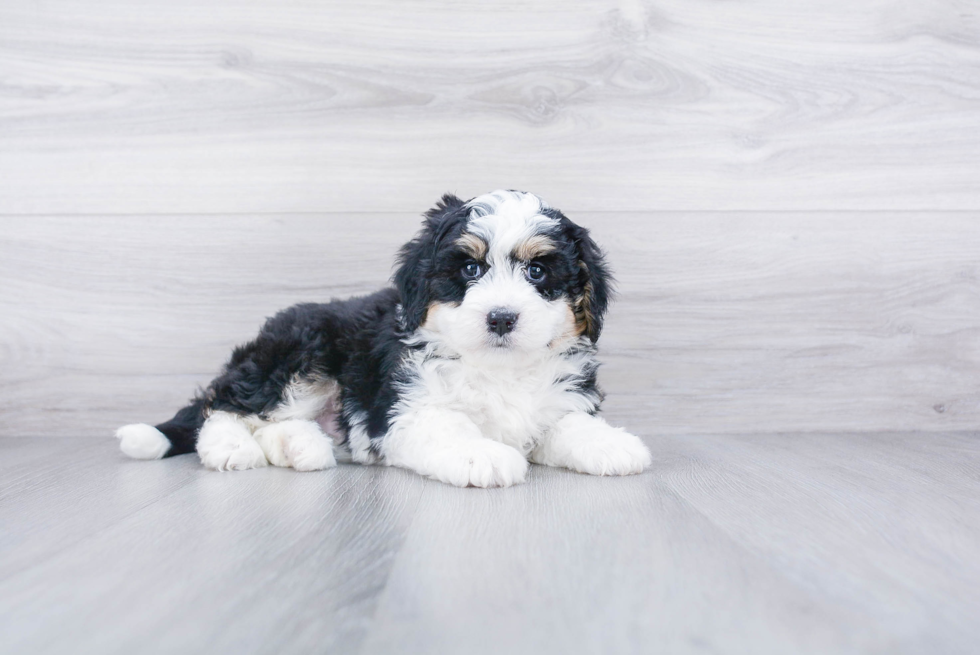 Mini Bernedoodle Pup Being Cute