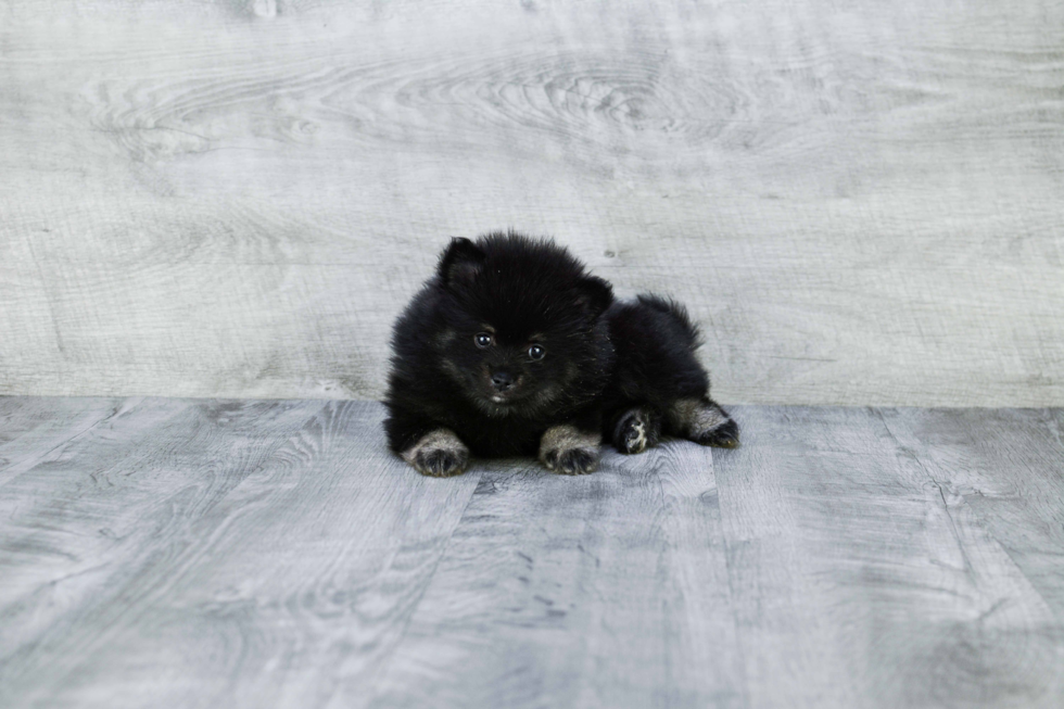 Pomeranian Pup Being Cute