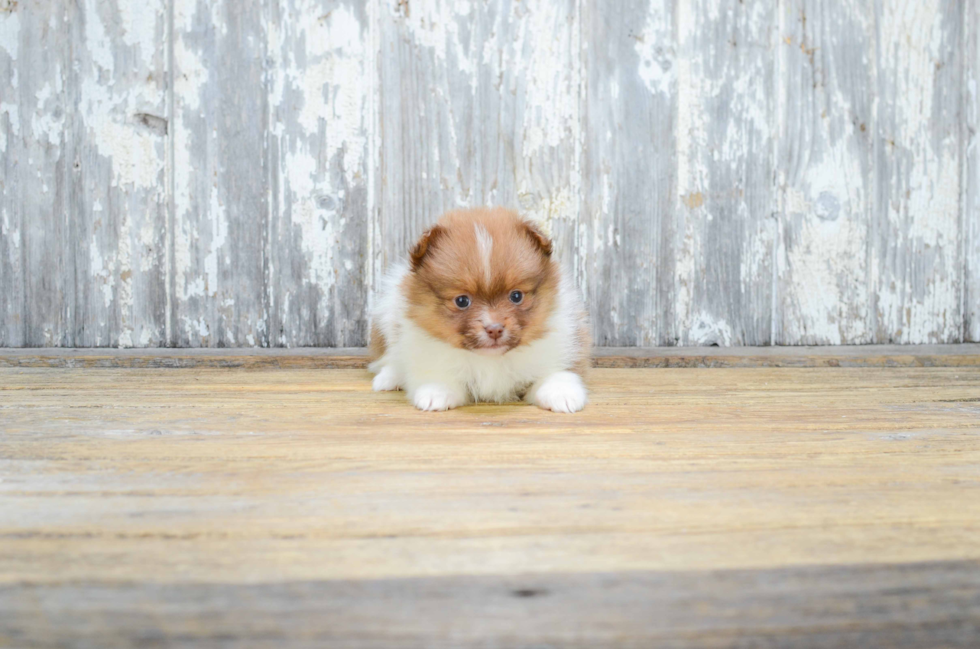 Happy Pomeranian Purebred Puppy