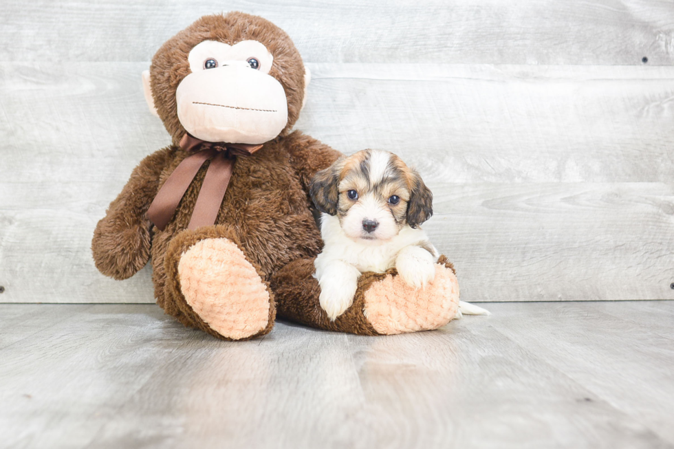 Cavachon Pup Being Cute