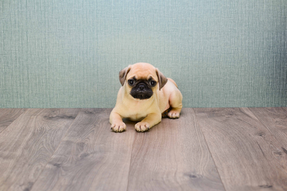 Playful Pug Purebred Pup