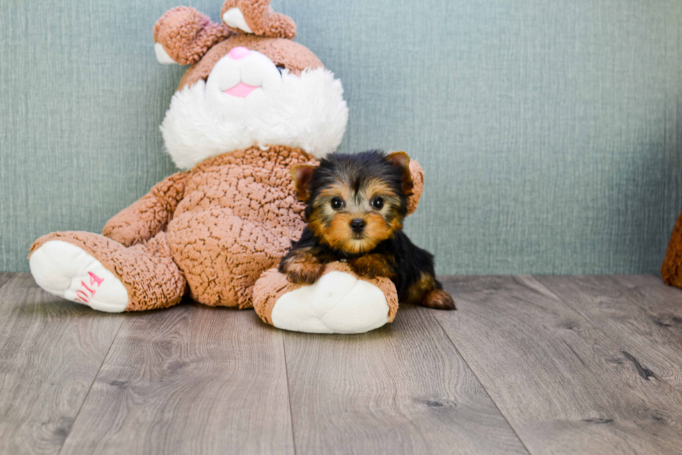 Meet Tinkerbell - our Yorkshire Terrier Puppy Photo 