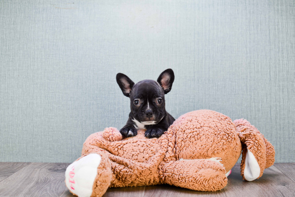 French Bulldog Pup Being Cute