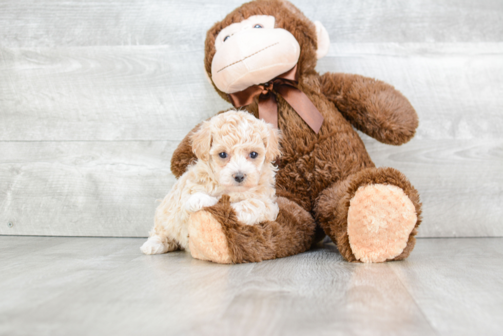 Cute Maltipoo Baby