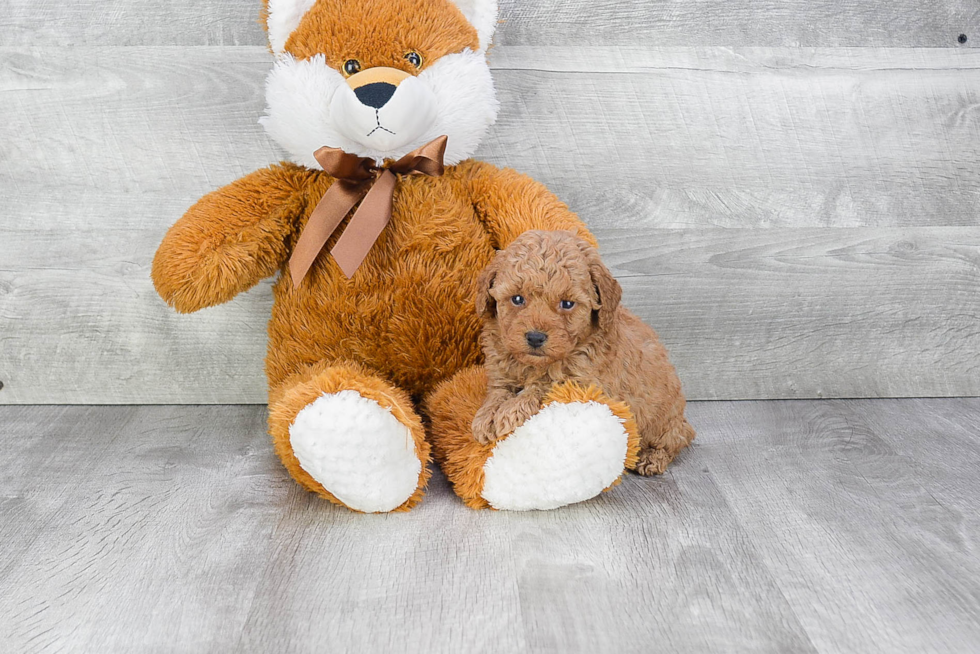 Poodle Pup Being Cute