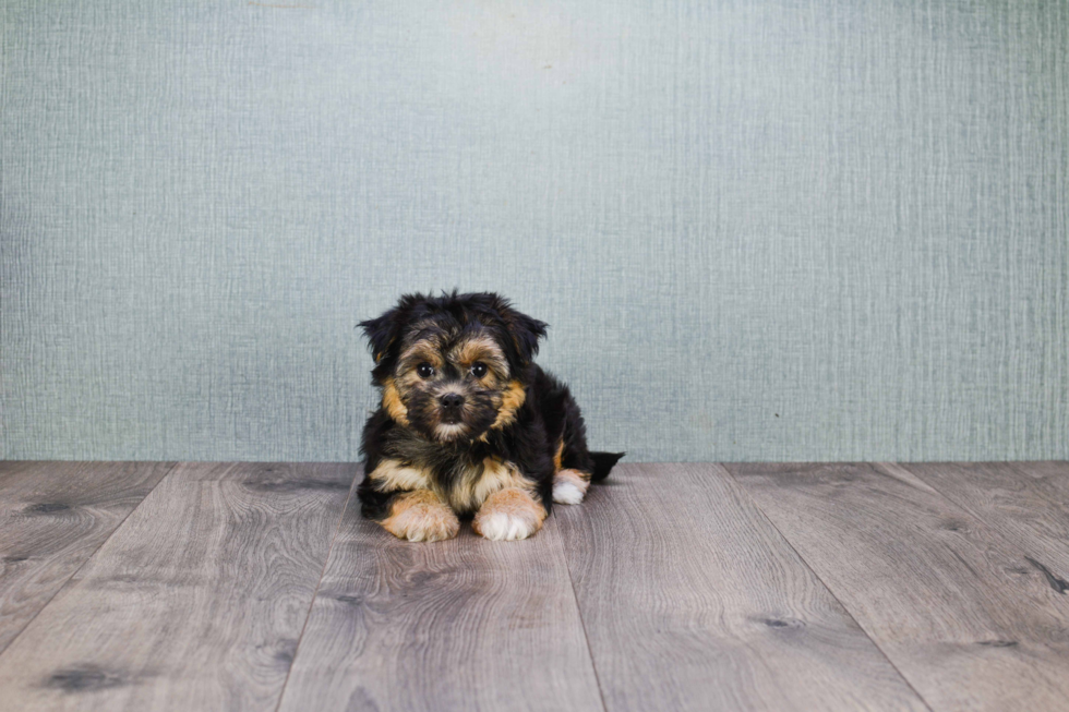 Morkie Pup Being Cute