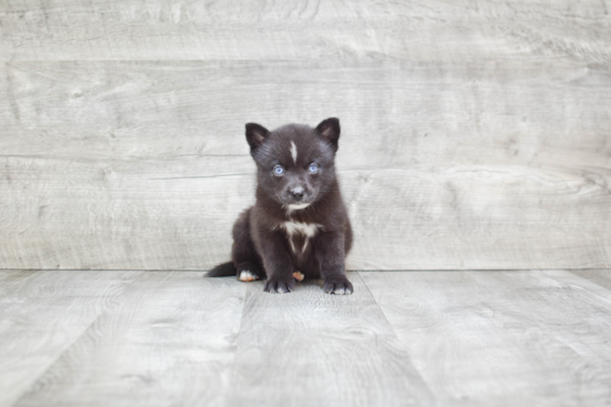 Small Pomsky Baby