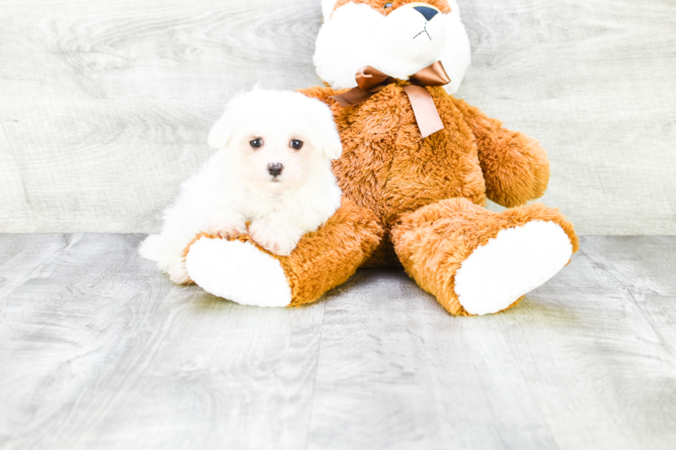 Happy Maltese Purebred Puppy