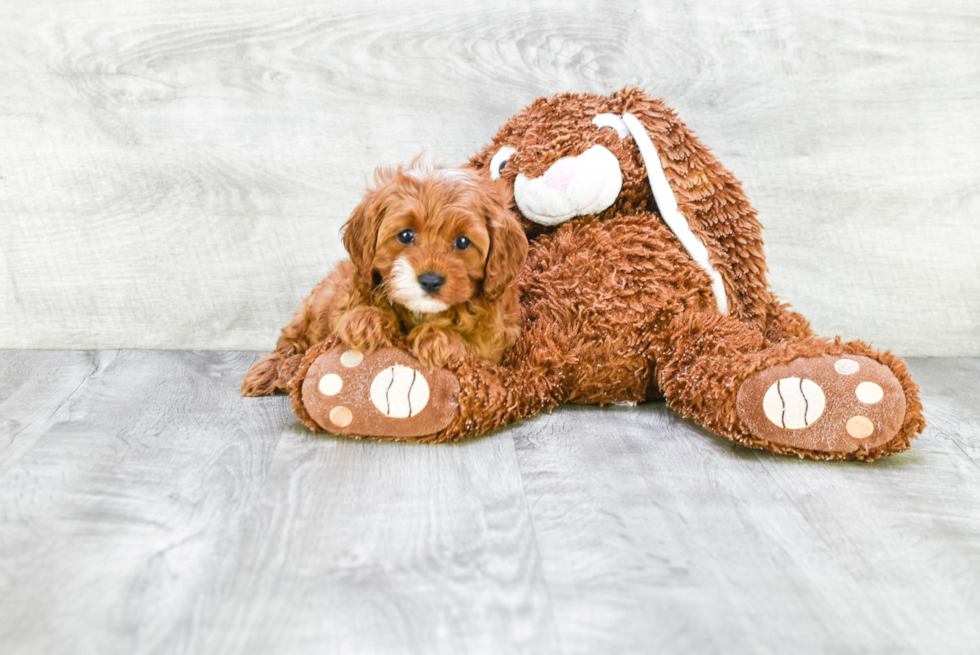 Little Cavoodle Poodle Mix Puppy