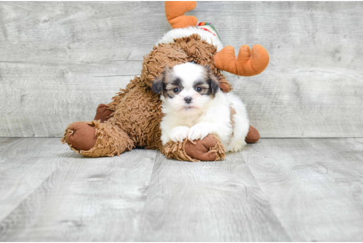 Cute Teddy Bear Baby