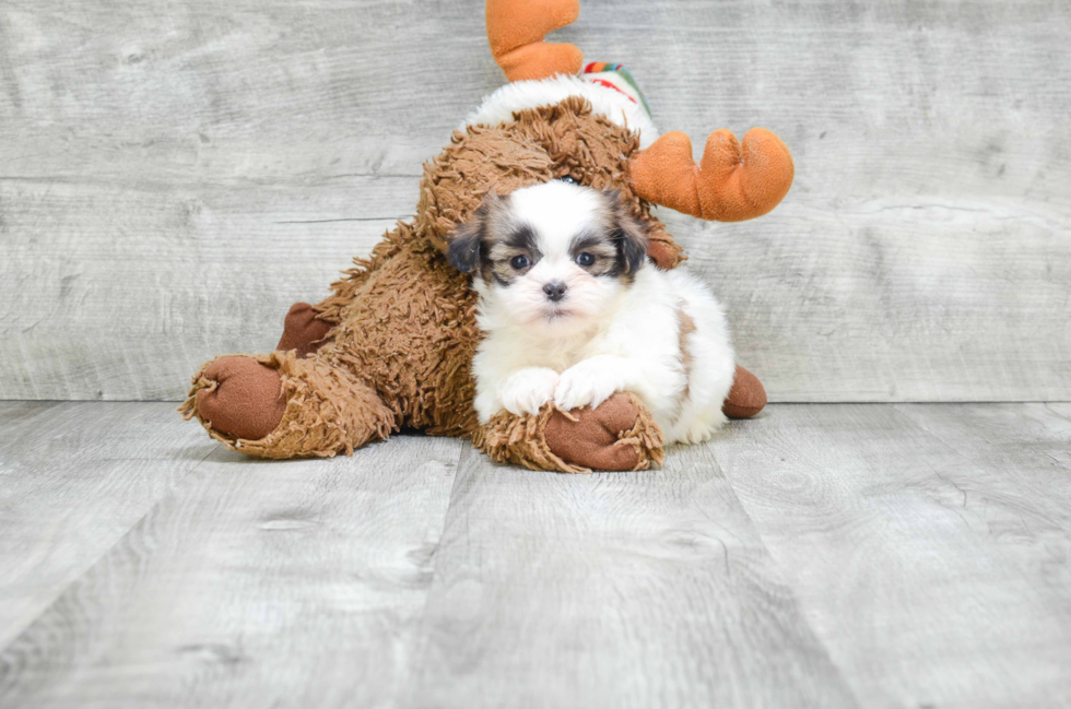 Cute Teddy Bear Baby