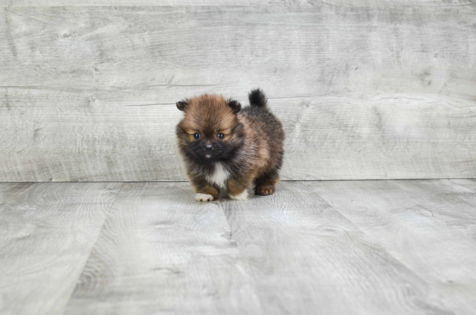 Small Pomeranian Baby