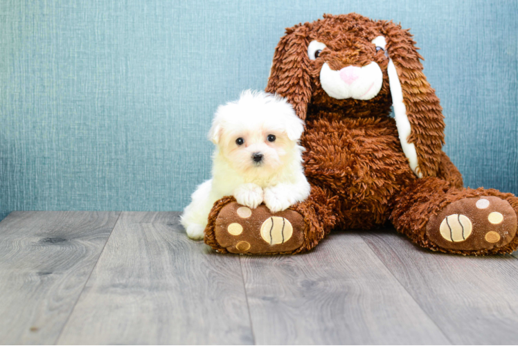 Maltese Pup Being Cute