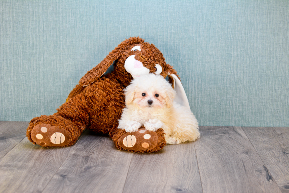 Maltipoo Puppy for Adoption