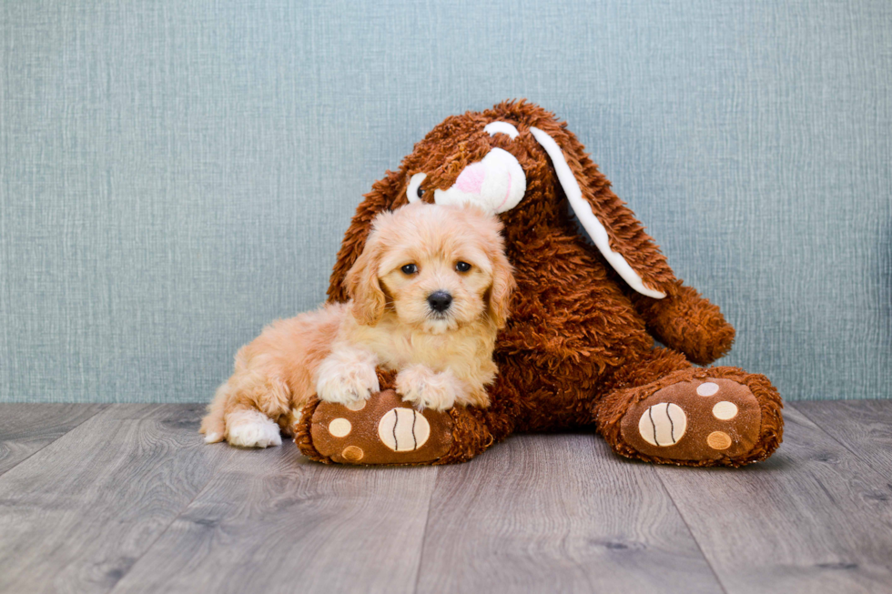 Friendly Cavachon Baby