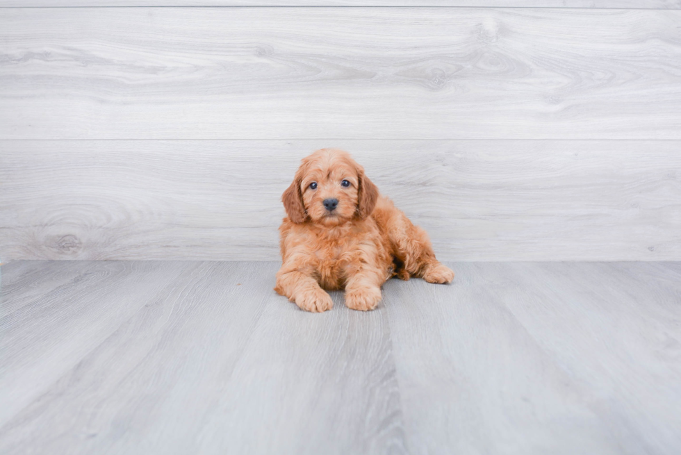 Happy Cockapoo Baby