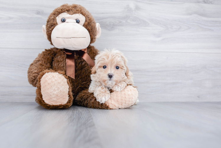 Happy Maltipoo Baby